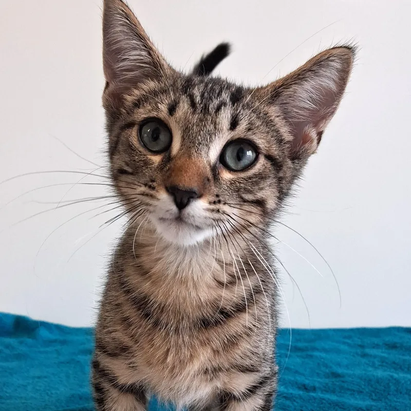 A young small-sized male Tabby (Buff / Tan / Fawn) Domestic Short Hair cat named Jamie for adoption in Belmont, NY