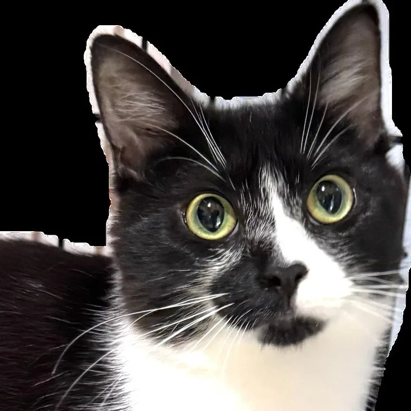 A young small-sized female Black Domestic Short Hair cat named Buttons for adoption in Salisbury, MA