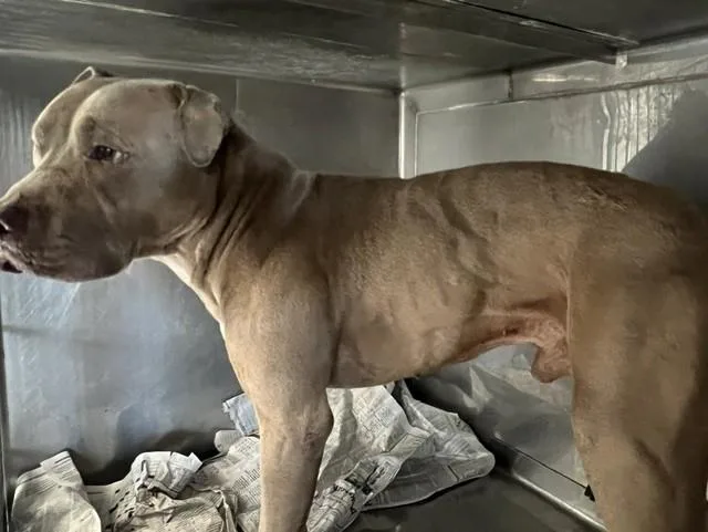 An adult medium-sized male Pit Bull Terrier dog named Yellow for adoption in Downey, CA