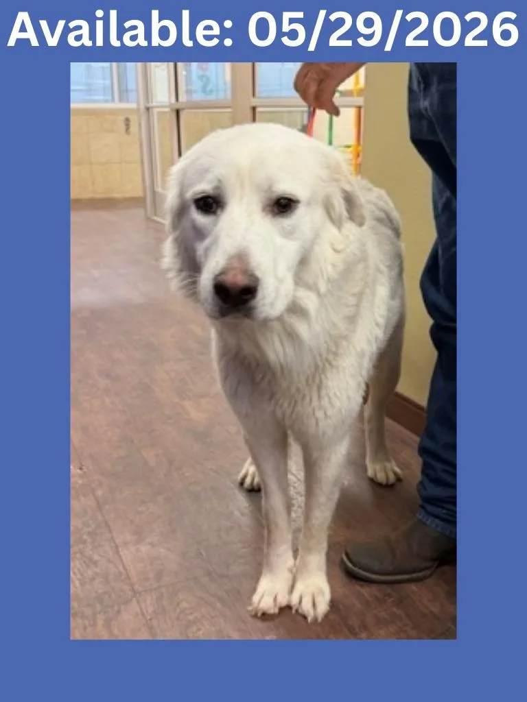 A young large-sized male Great Pyrenees dog named Dog Kennel Rangersweetboy for adoption in Greenville, TX
