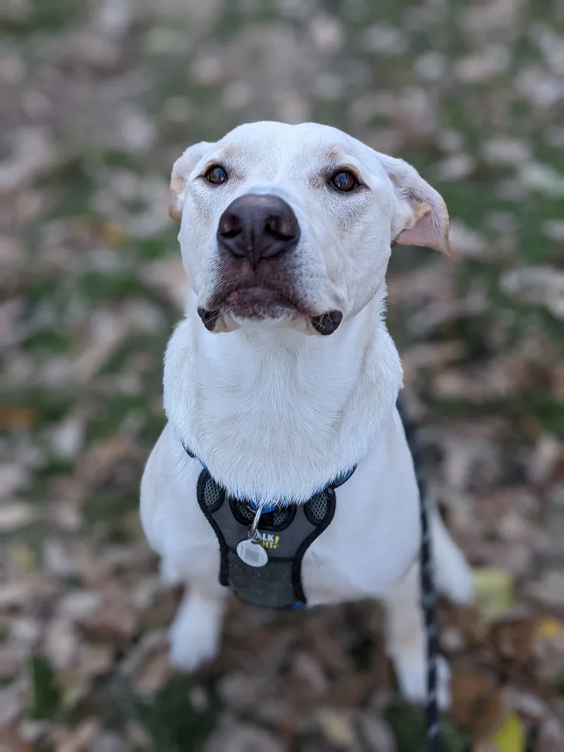 A young large-sized male White / Cream Labrador Retriever dog named Mallard for adoption in Ozone Park, NY