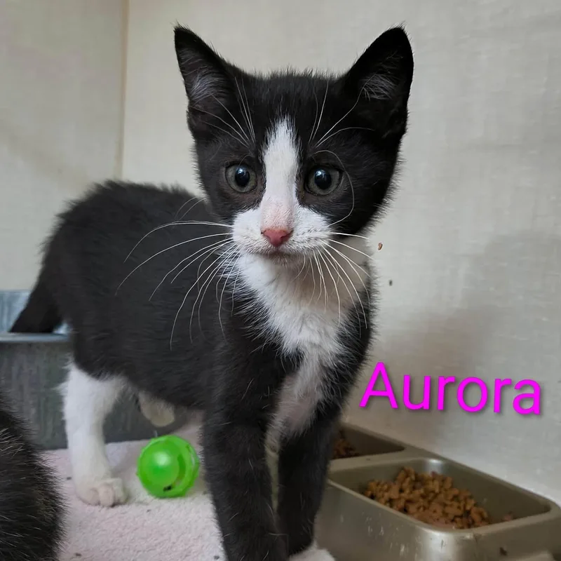 A baby medium-sized female Black & White / Tuxedo Domestic Short Hair cat named Aurora for adoption in Saint Marys, PA