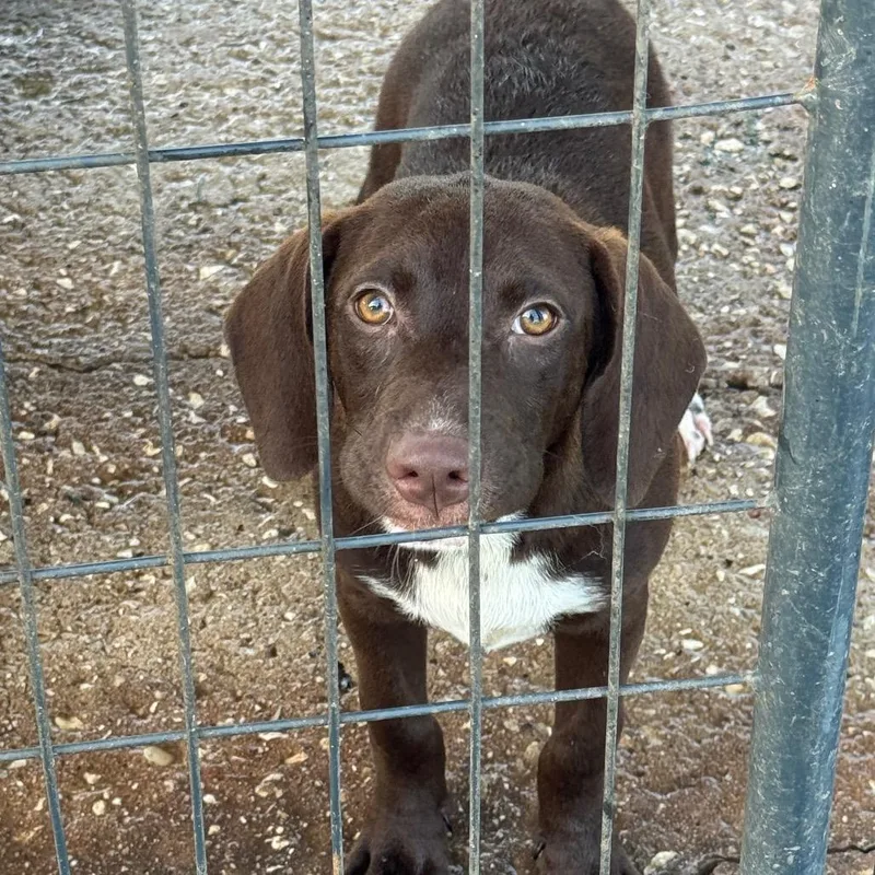 A young medium-sized male Brown / Chocolate Labrador Retriever dog named Leroy for adoption in Anahuac, TX