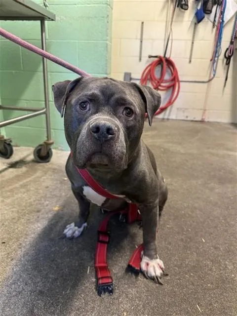 An adult large-sized male Pit Bull Terrier dog named Smokey for adoption in Sacramento, CA