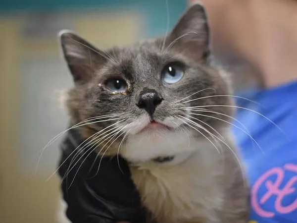A young small-sized male Snowshoe cat named Cookie Monster for adoption in Portland, OR