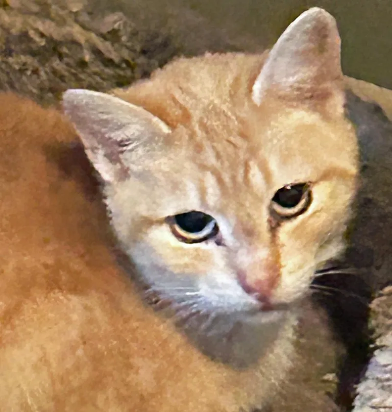 A senior medium-sized female Tabby (Orange / Red) Tabby cat named Pk  Punkin for adoption in Salem, OR