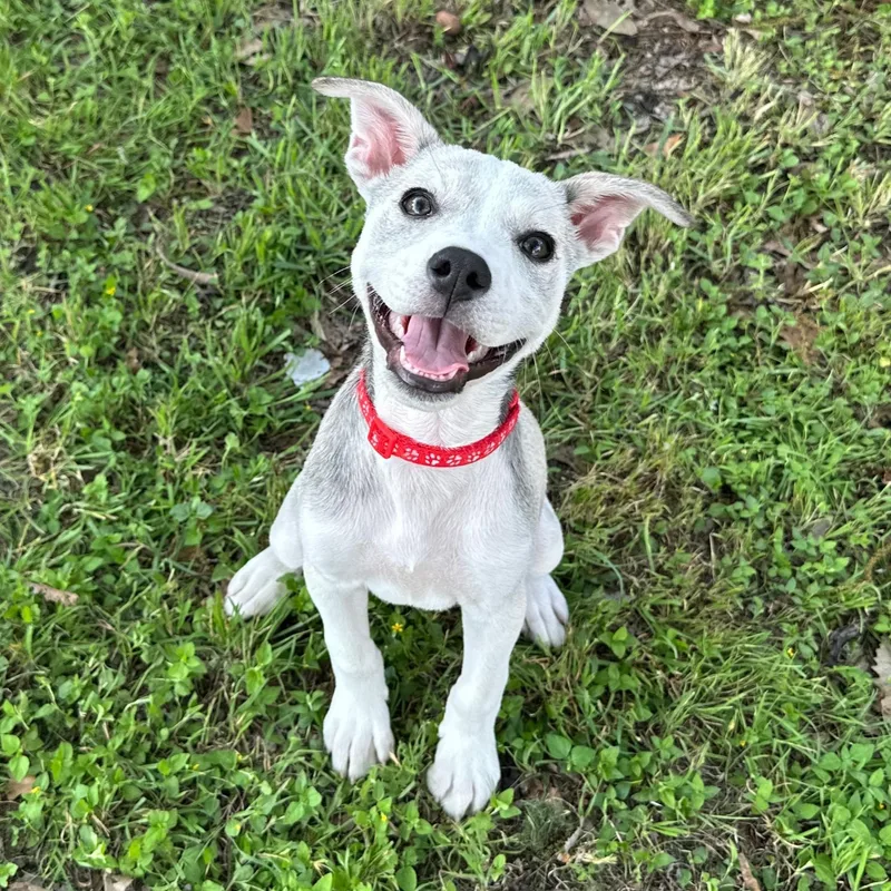 A baby medium-sized female White / Cream Husky dog named Cinder for adoption in Corpus Christi, TX