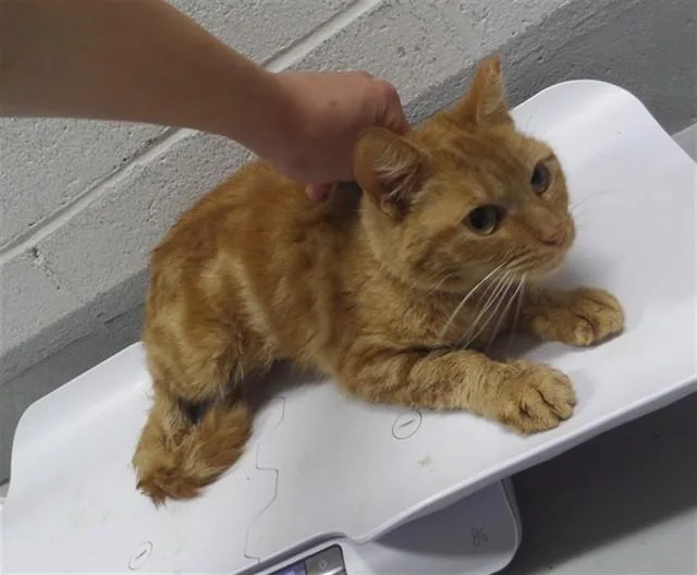 A young small-sized female Domestic Short Hair cat named Ruffnut for adoption in Augusta, GA