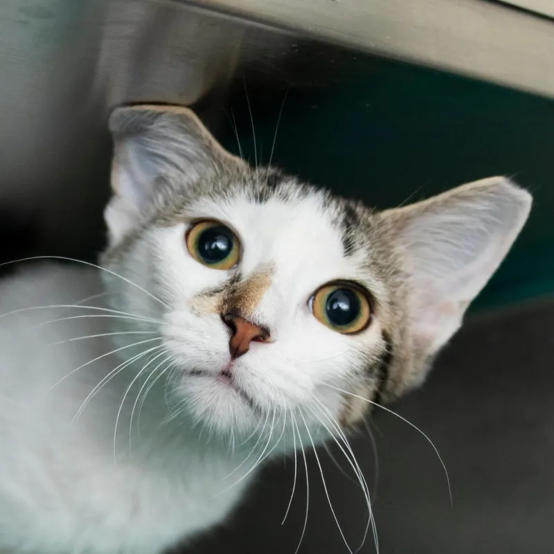 A baby small-sized female Gray / Blue / Silver Domestic Short Hair cat named Violet for adoption in Middletown, RI