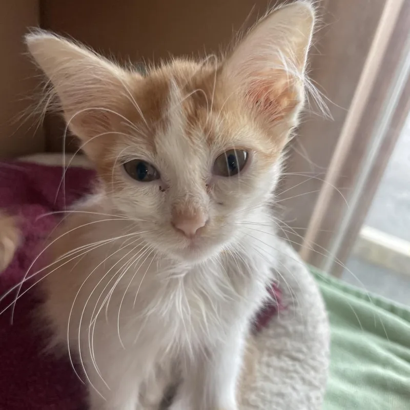 A baby small-sized female White Domestic Medium Hair cat named Bianca for adoption in Marion, IL
