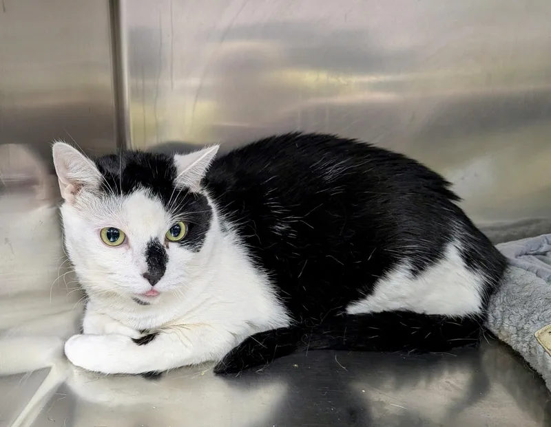 A young medium-sized male Black & White / Tuxedo Domestic Short Hair cat named Chaplin for adoption in Petersburg, VA