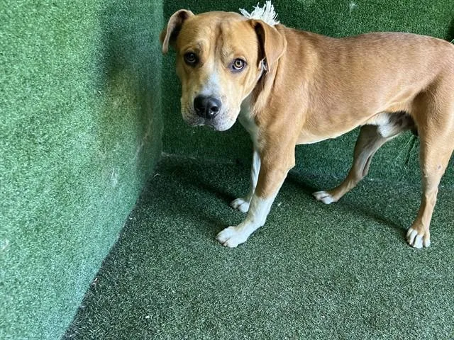 An adult medium-sized male Pit Bull Terrier dog named Bowser Jr for adoption in Lancaster, CA