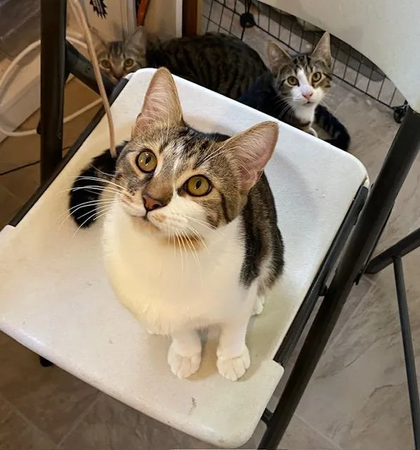 A young medium-sized male White Domestic Short Hair cat named Pancho for adoption in Fort Worth, TX