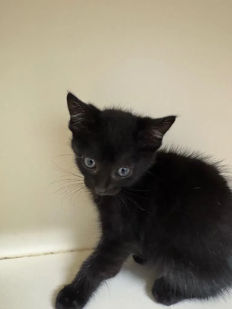 A baby medium-sized male Domestic Short Hair cat named Chocolate for adoption in Bloomington, IN