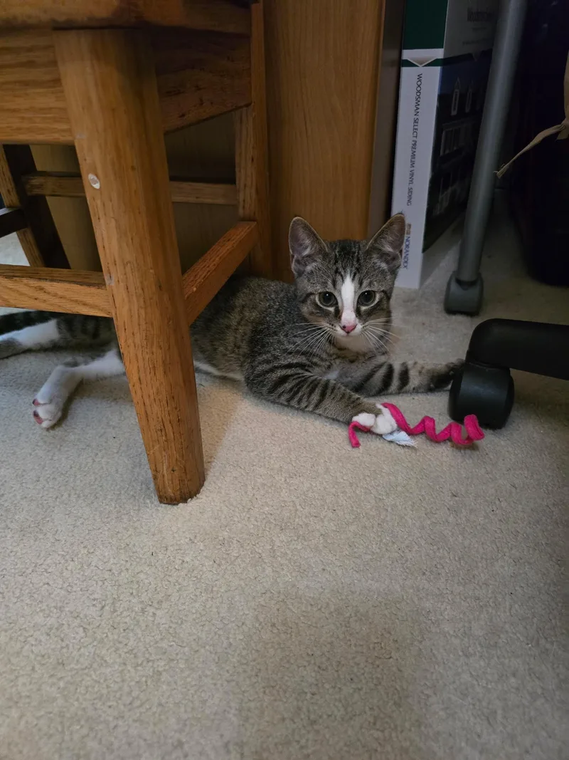 A baby medium-sized male Tabby (Gray / Blue / Silver) Tabby cat named Hickory for adoption in Richmond, VA