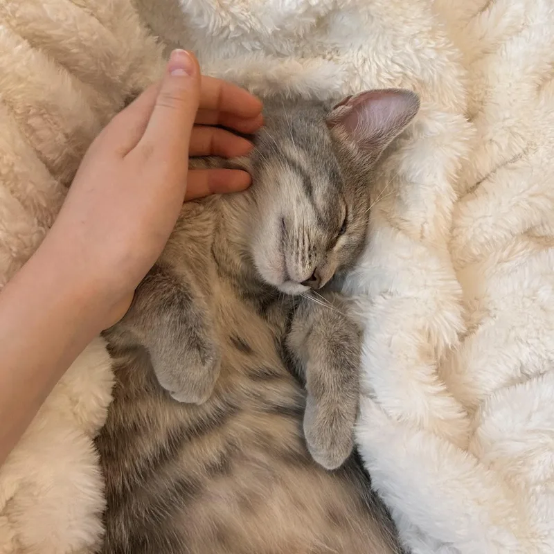 Fur Elise & Bobby thumbnail 2