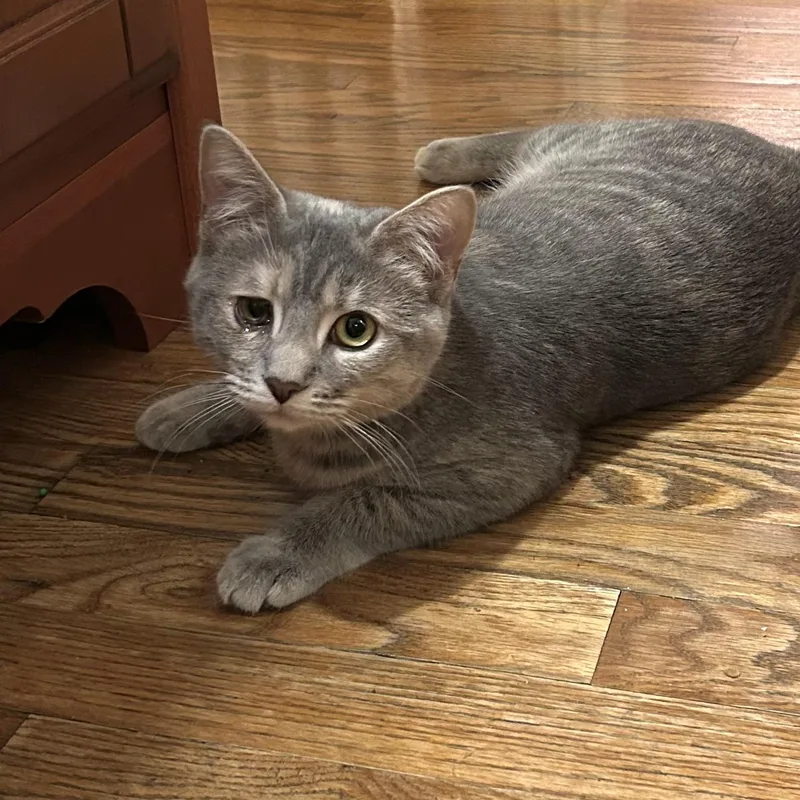 Fur Elise & Bobby thumbnail 3