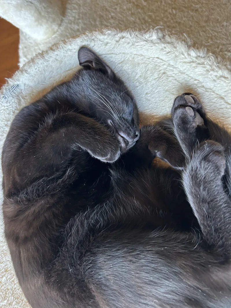 Fur Elise & Bobby thumbnail 5