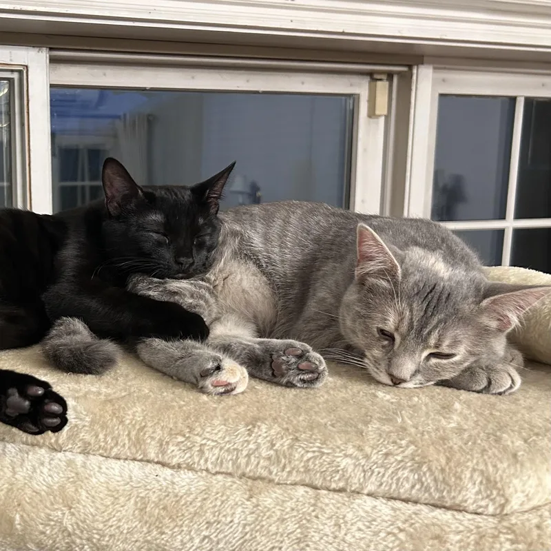 Fur Elise & Bobby thumbnail 6