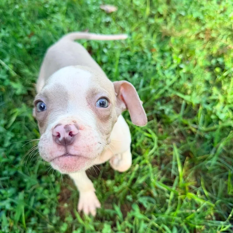 A baby small-sized male Yellow / Tan / Blond / Fawn Pit Bull Terrier dog named Ed ShEARan for adoption in Jarrettsville, MD