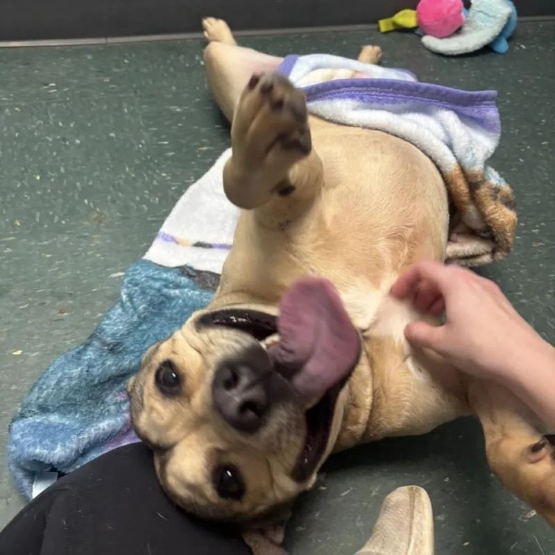 Lulu