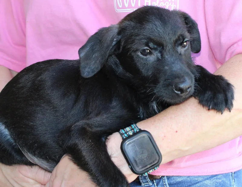 A baby medium-sized male Terrier dog named Dean for adoption in Prattville, AL