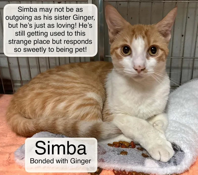 An adult medium-sized male Orange & White Domestic Short Hair cat named Simba bonded with Ginger for adoption in Ellicott City, MD
