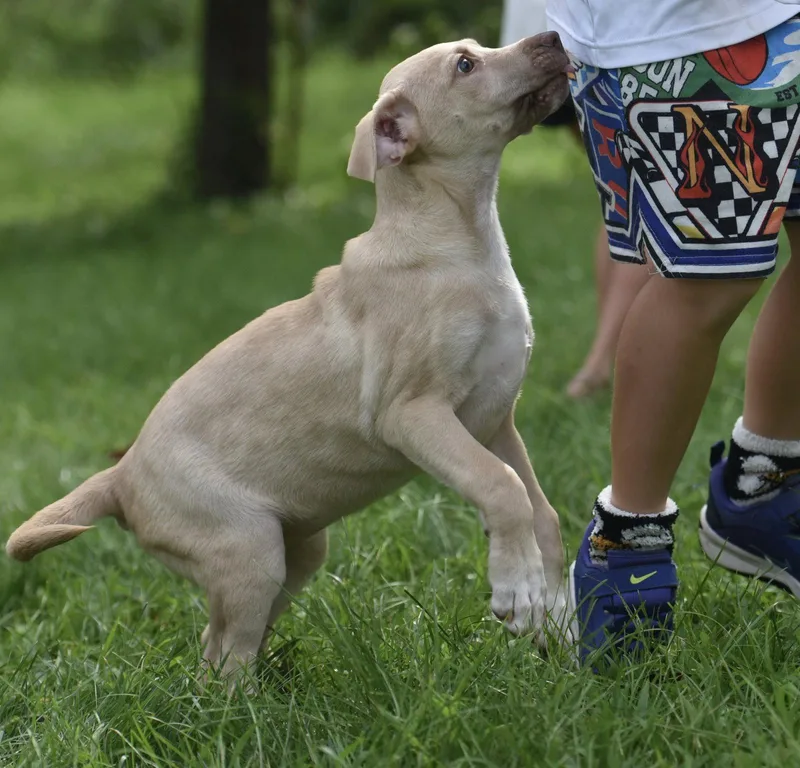 A baby medium-sized female Labrador Retriever dog named Violet for adoption in Mechanicsburg, PA