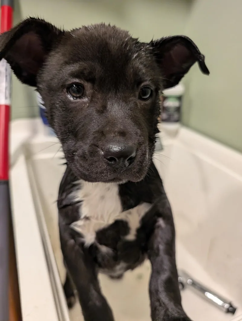 Asiago “asi” thumbnail 3