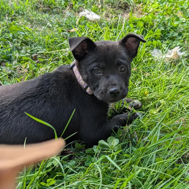 Asiago “asi” thumbnail 4