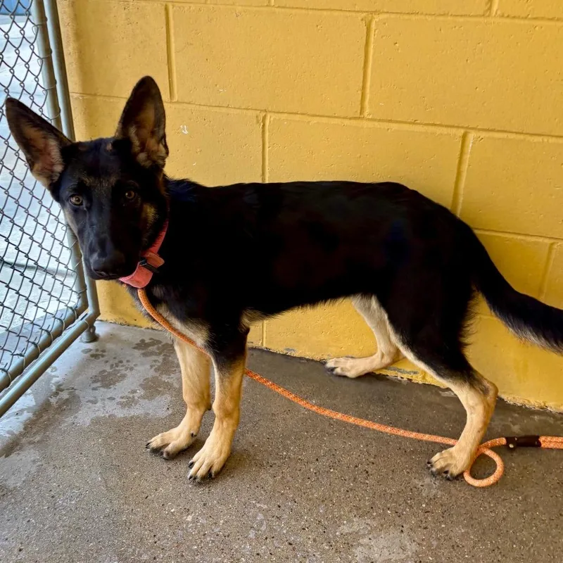 A baby medium-sized female Black Mixed Breed dog named Vicky for adoption in Las Cruces, NM