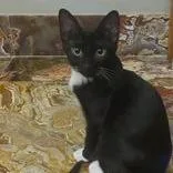 A young medium-sized female Black Domestic Short Hair cat named Groovy for adoption in Matteson, IL