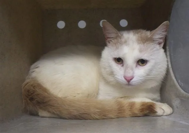 An adult large-sized male Domestic Short Hair cat named Eddie for adoption in Augusta, GA