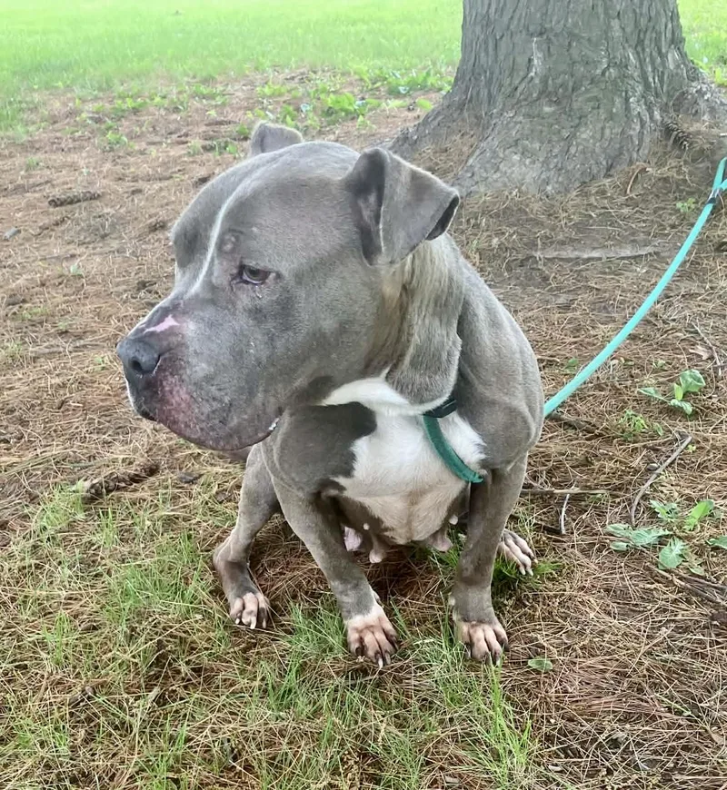An adult medium-sized female Gray / Blue / Silver Pit Bull Terrier dog named Bismark for adoption in Springfield, IL