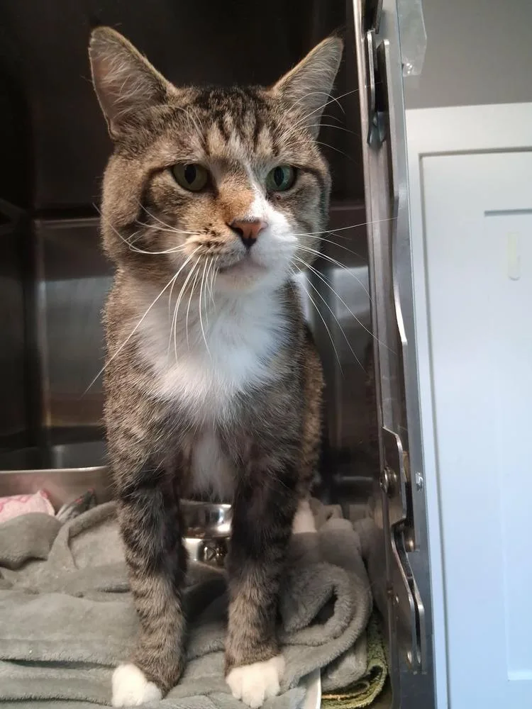 An adult large-sized male Domestic Medium Hair cat named Flip Flop for adoption in Lansing, MI