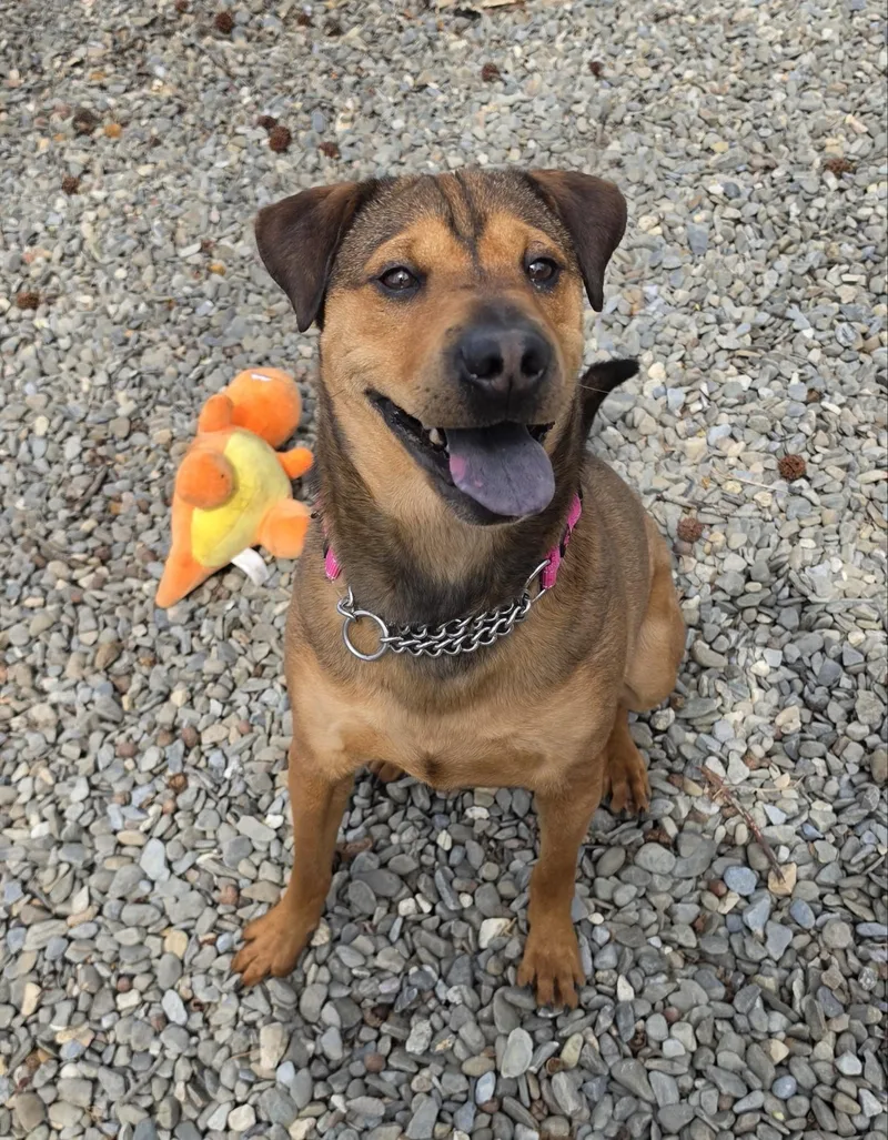 An adult medium-sized male Shar-Pei dog named Brody for adoption in Old Bridge, NJ