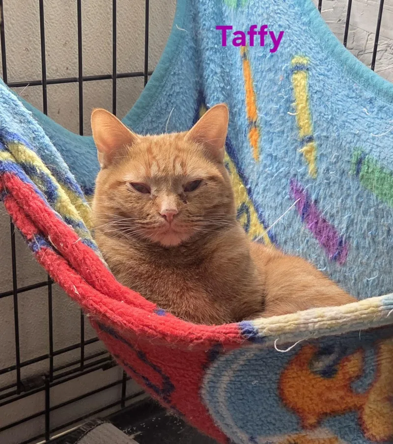 A young medium-sized female Orange / Red Domestic Short Hair cat named Taffy for adoption in Whitewater, WI