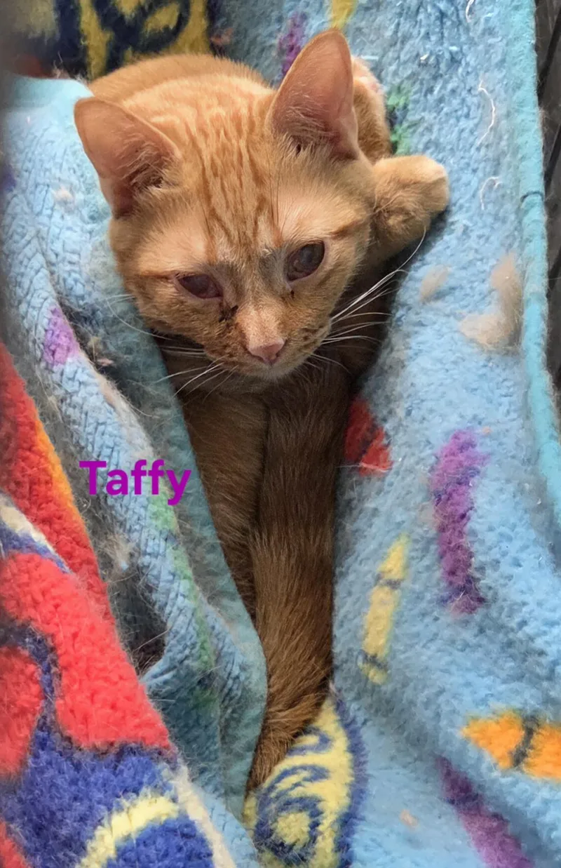 Taffy thumbnail 3