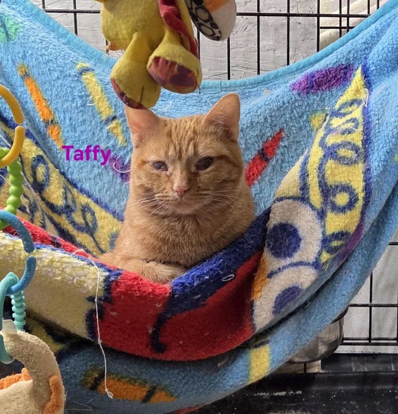 Taffy thumbnail 4