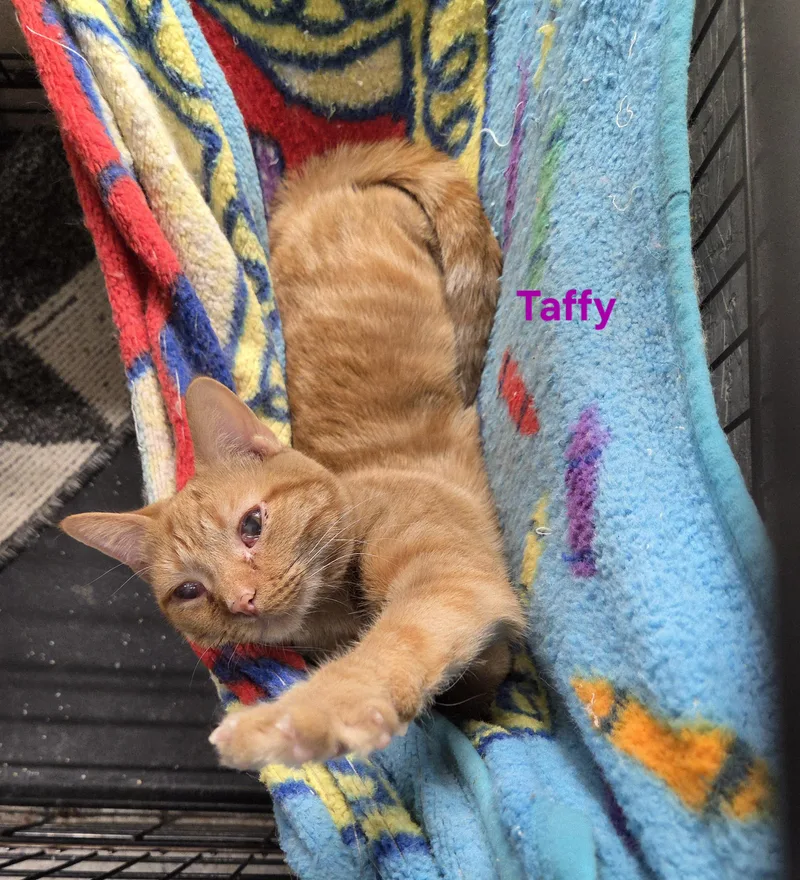 Taffy thumbnail 5