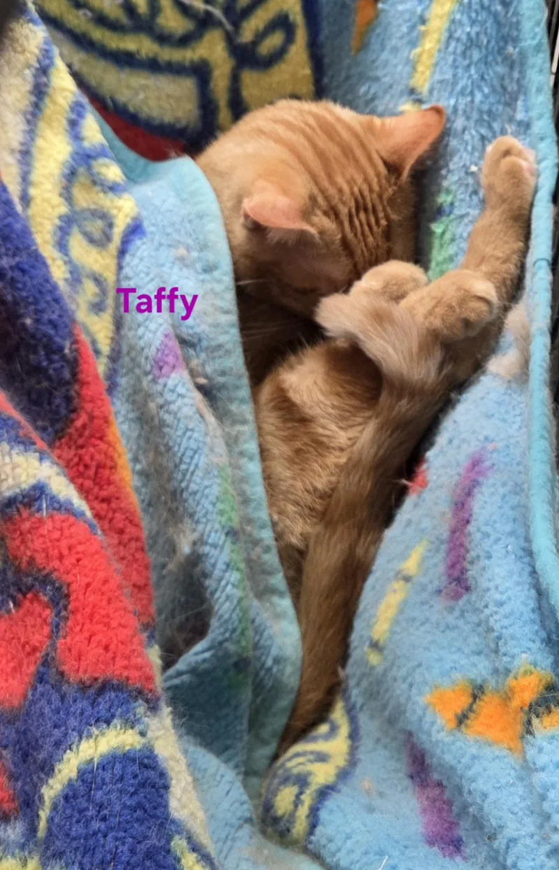 Taffy thumbnail 6