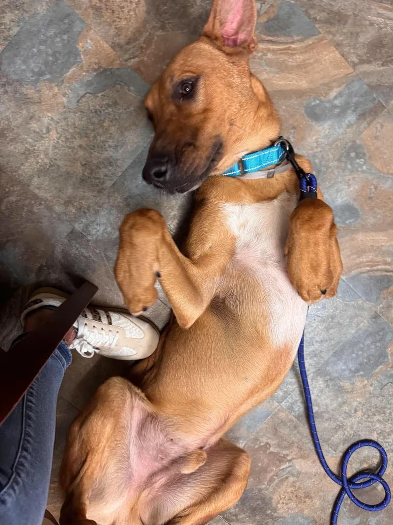 An adult large-sized male Rhodesian Ridgeback dog named Rocky Gentle Giant for adoption in Sugar Land, TX
