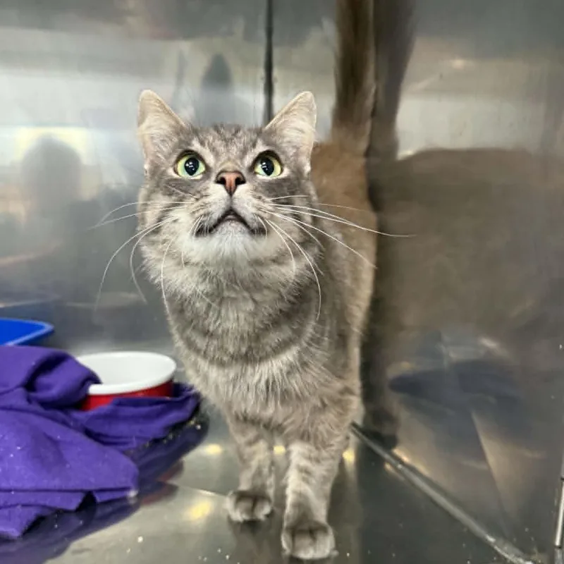 An adult medium-sized male Tabby (Gray / Blue / Silver) Domestic Medium Hair cat named Dart for adoption in Martinsville, IN