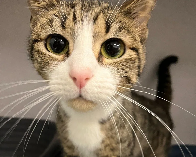 A young small-sized female Tabby (Brown / Chocolate) Domestic Short Hair cat named Tulip for adoption in Raleigh, NC