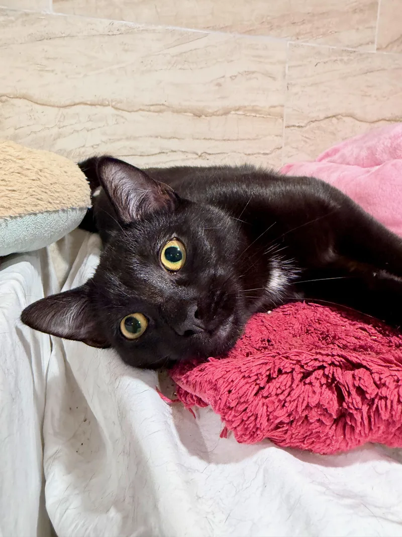 A young medium-sized male Black & White / Tuxedo Domestic Short Hair cat named Dante for adoption in Manhasset, NY