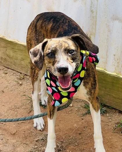 An adult medium-sized female Hound dog named Magnolia $ for adoption in Seneca, SC