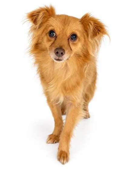 An adult small-sized male Pomeranian dog named TRex for adoption in Bowling Green, KY