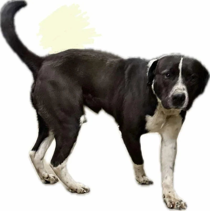 Hutch Mo thumbnail 2