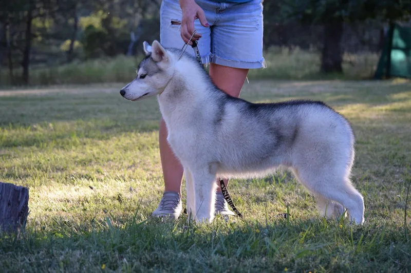 A young medium-sized male Gray / Blue / Silver Siberian Husky dog named Razor for adoption in Campbell, CA