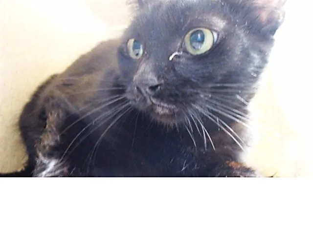 A young medium-sized female Domestic Short Hair cat named Toothless for adoption in Downey, CA